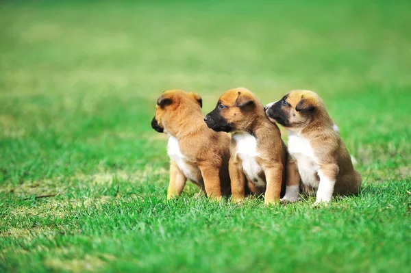 Belgian shepherd Puppies — Stock Photo, Image