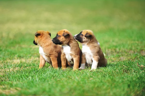 Belgische Herder pups — Stockfoto