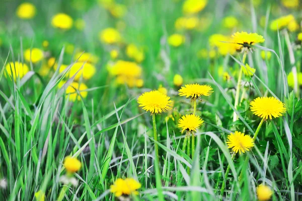 Gula maskrosor — Stockfoto