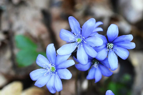 Blaue Blumen — Stockfoto