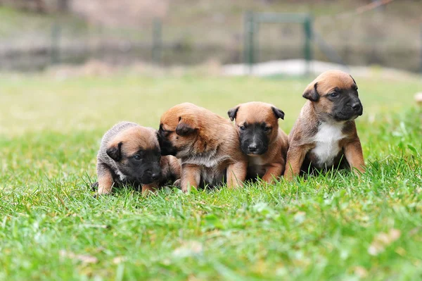 Cachorros pastor belga — Fotografia de Stock