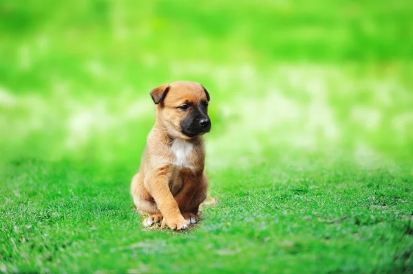 Gembala Puppy Belgian — Stok Foto