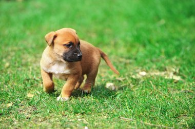 yavru çoban Belçikalı malinois