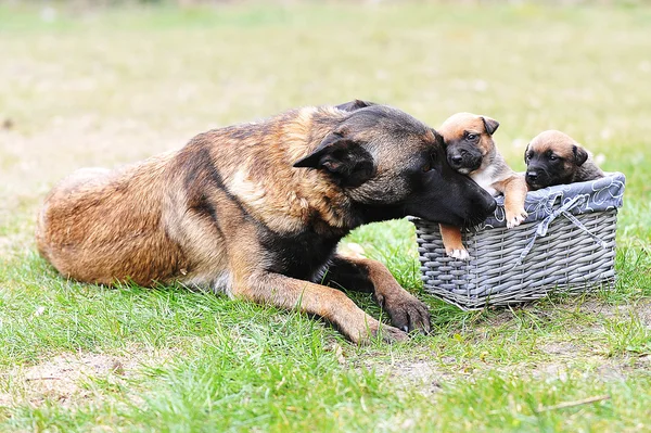Собака с щенками — стоковое фото