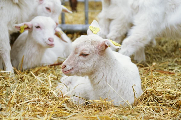 Goat on straw — Stock Photo, Image