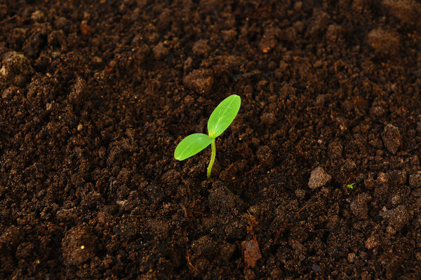 green cucumber seedling