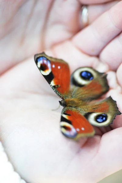 Mariposa cola de golondrina —  Fotos de Stock