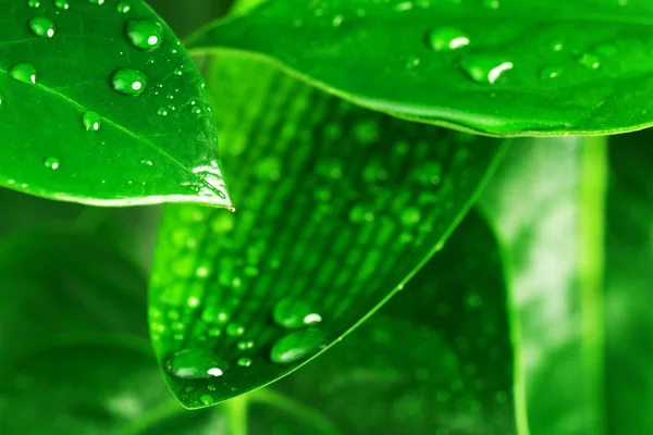 Green plant leaf — Stock Photo, Image