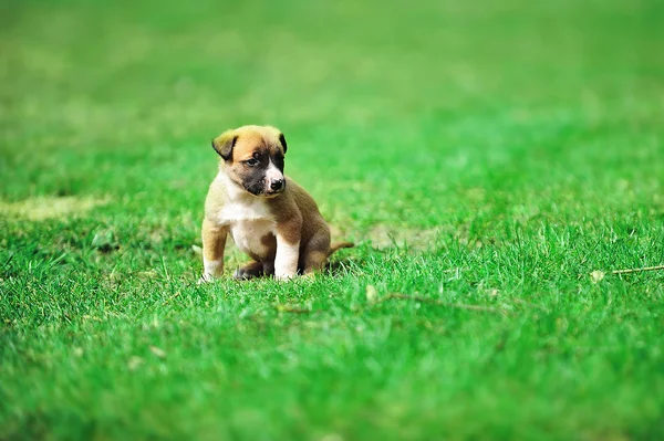 Puppy belgian shepherd malinois — Stock Photo, Image