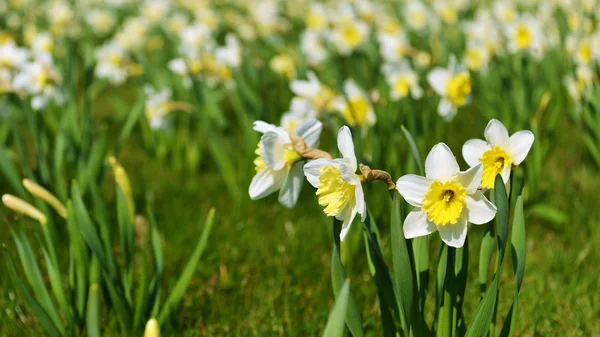 White daffodil — Stock Photo, Image