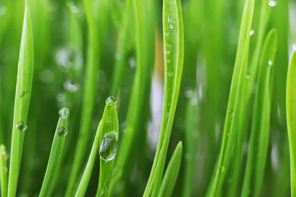 Green grass — Stock Photo, Image