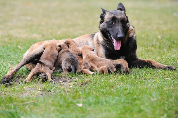Female dog  with puppies — Stock Photo, Image