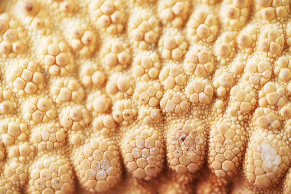 Texture of sea shells — Stock Photo, Image