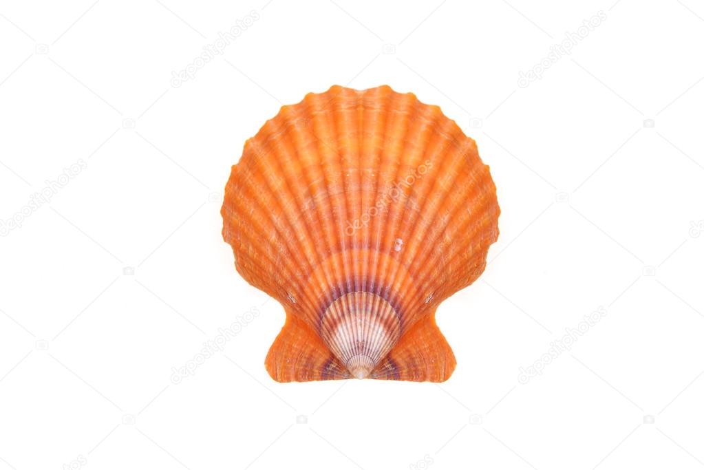 sea shell