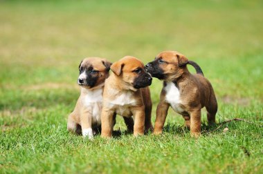 yavru çoban Belçikalı malinois
