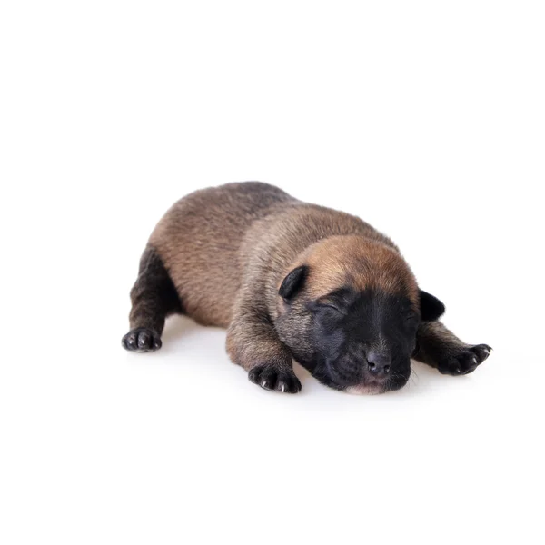 Schattig puppy — Stockfoto