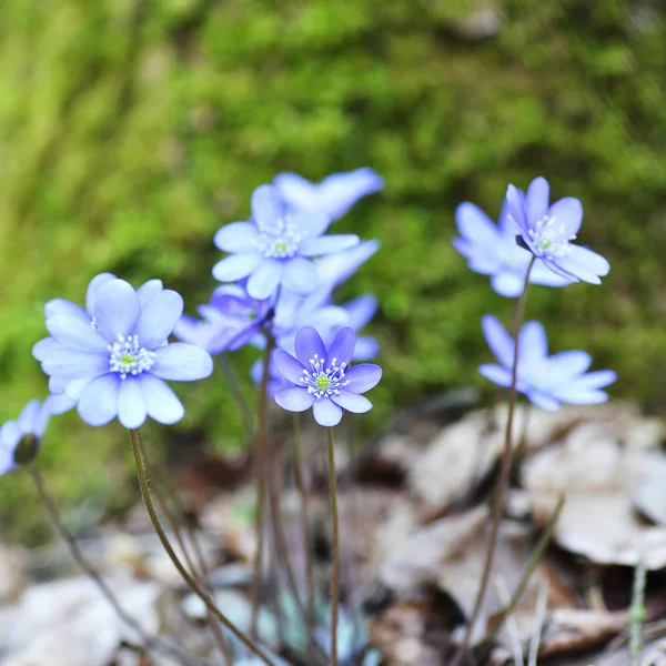 Blue flowers