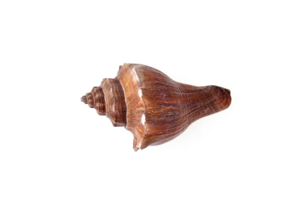 Sea shell — Stock Photo, Image