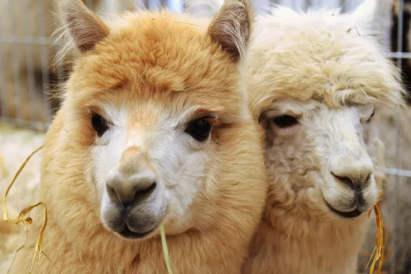 Two fluffy alpacas — Stock Photo, Image