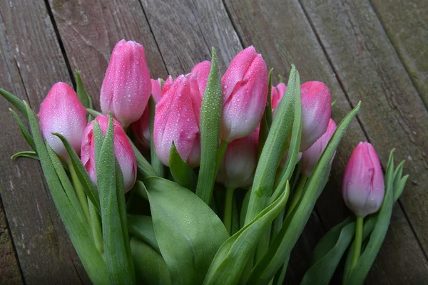 Růžové tulipány — Stock fotografie