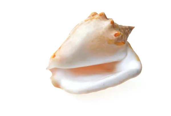 Sea shell — Stockfoto