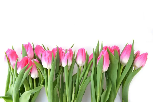 Růžové tulipány — Stock fotografie