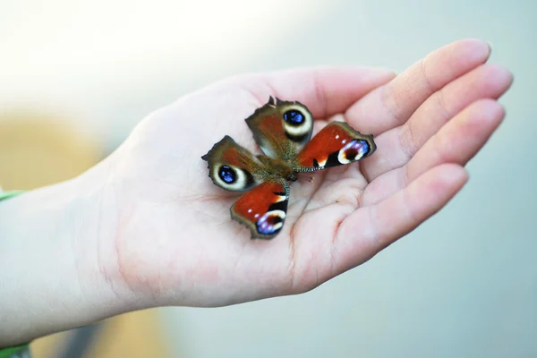 Mariposa cola de golondrina —  Fotos de Stock