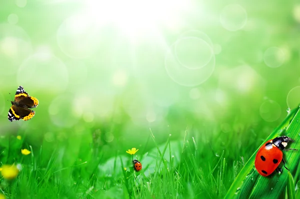 Field with ladybugs and butterfly — Stock Photo, Image