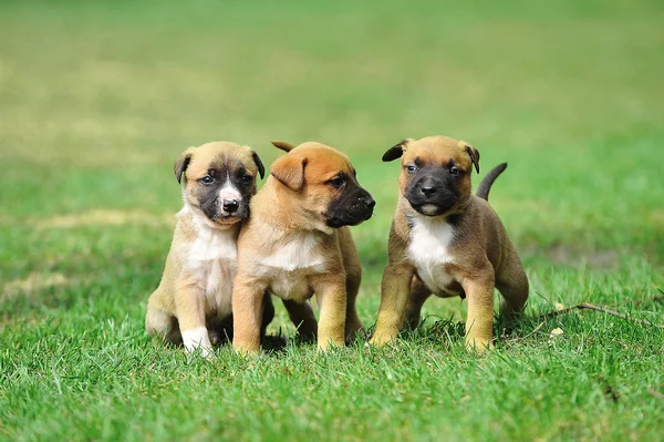 Puppies of belgian shepherd — Stock Photo, Image