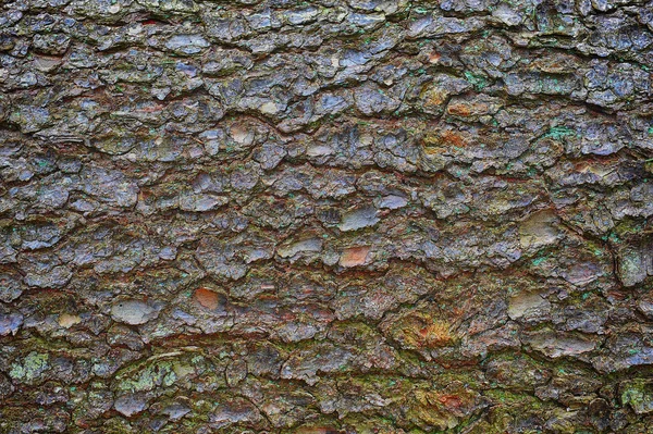 Tree's bark — Stock Photo, Image