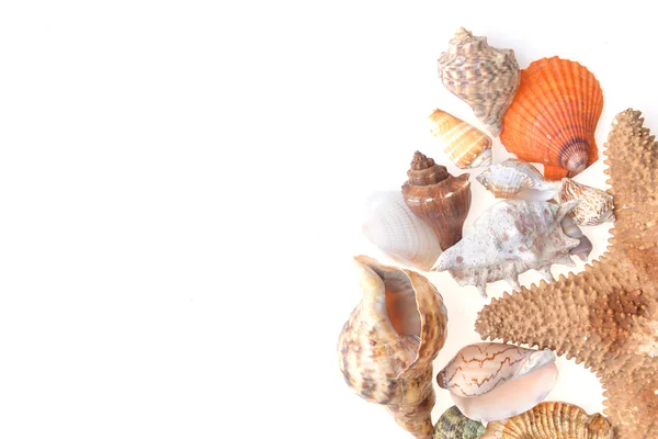 Mořské mušle — Stock fotografie