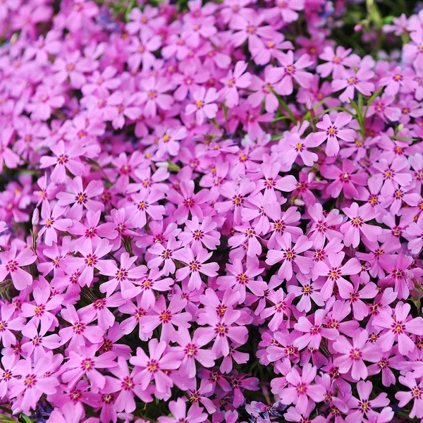 Фіолетовий phlox subulata — стокове фото