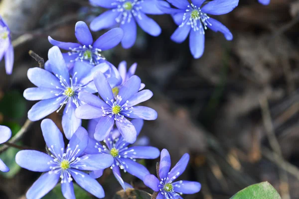 Flores azules — Foto de Stock
