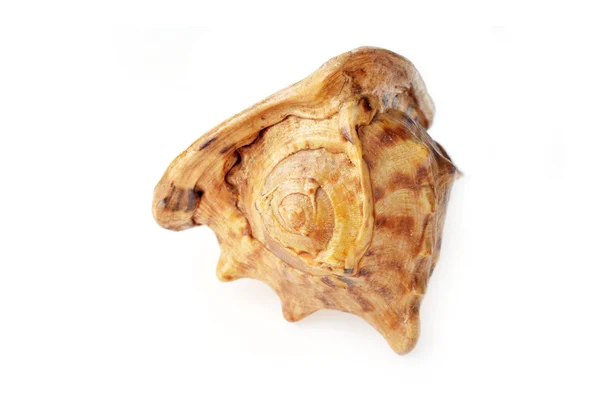 Sea shell — Stock fotografie