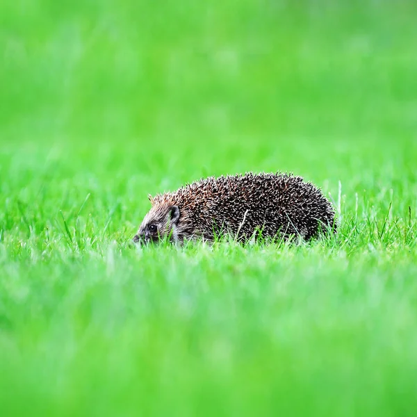 Hérisson sur pelouse verte — Photo