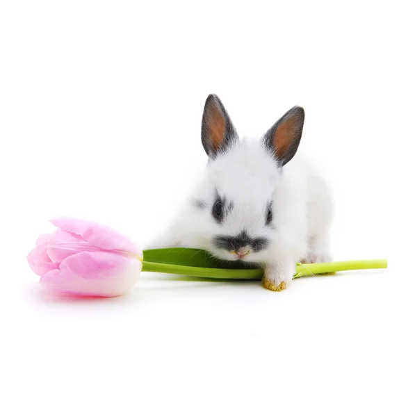 Rabbit  with flower — Stock Photo, Image