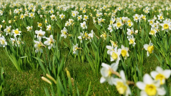 Λευκό daffodils Εικόνα Αρχείου