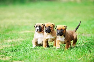 yavru çoban Belçikalı malinois