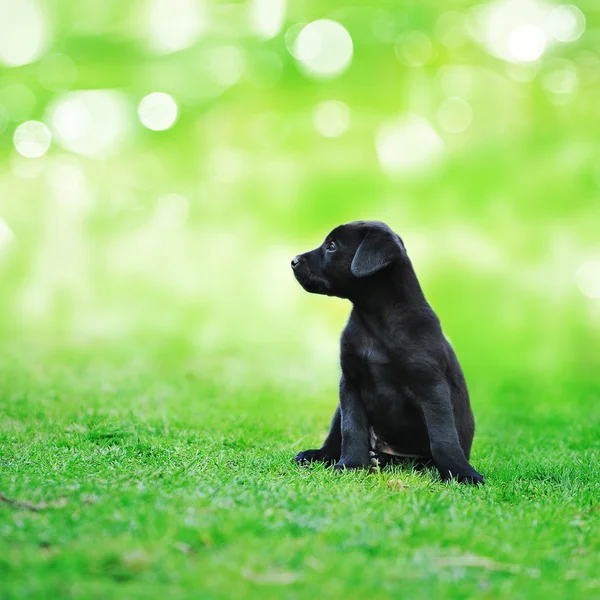 Pequeño cachorro en césped verde — Foto de Stock