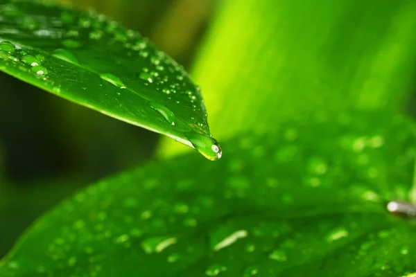 Feuille végétale verte — Photo