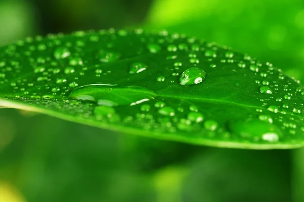 緑の植物の葉 — ストック写真