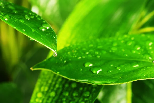 Green plant leaf — Stock Photo, Image