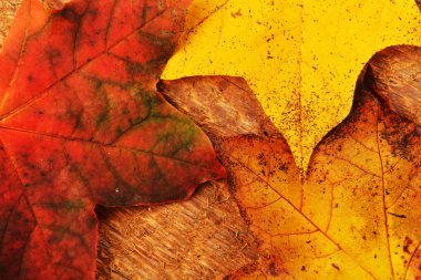 akçaağaç yaprakları