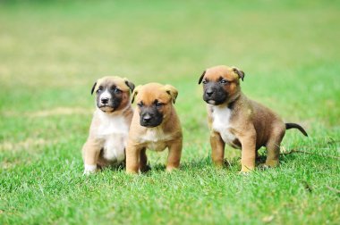  yavru çoban Belçikalı malinois