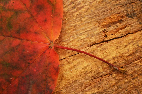 Leaf of maple — Stock Photo, Image