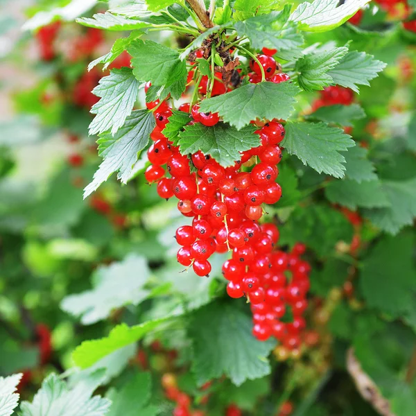 Grosella roja madura — Foto de Stock