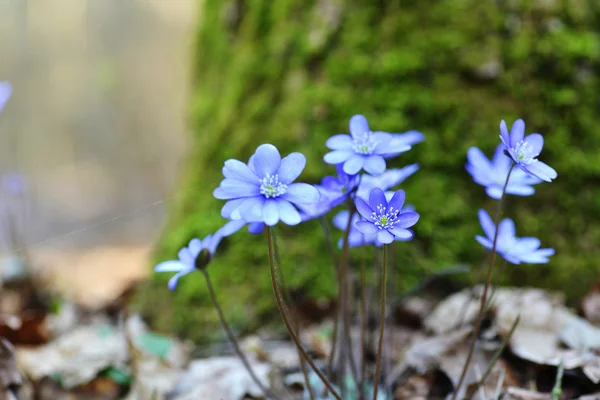 Blue flowers — Stock Photo, Image