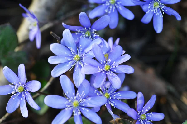 Blaue Blumen — Stockfoto