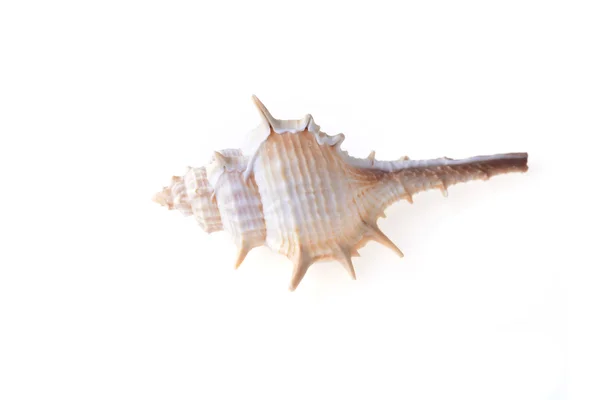 Sea shell — Stock Photo, Image