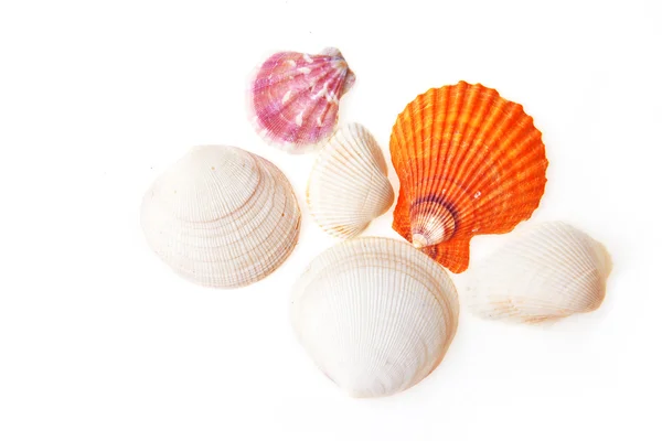海边的贝壳 — 图库照片